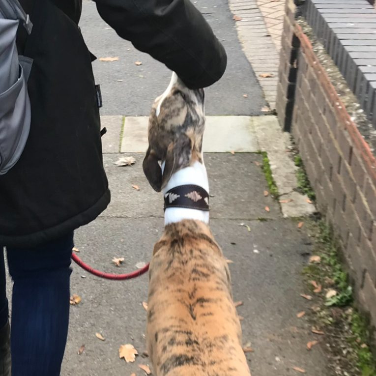Dog doing lead walking with owner, giving food as they go.