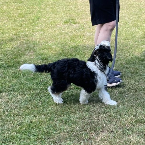 Puppy looking up at owner while walking next to owner.